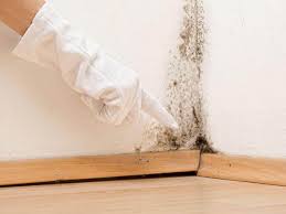 Why You Should Choose Our Mold Remediation Services in Elkhart, TX